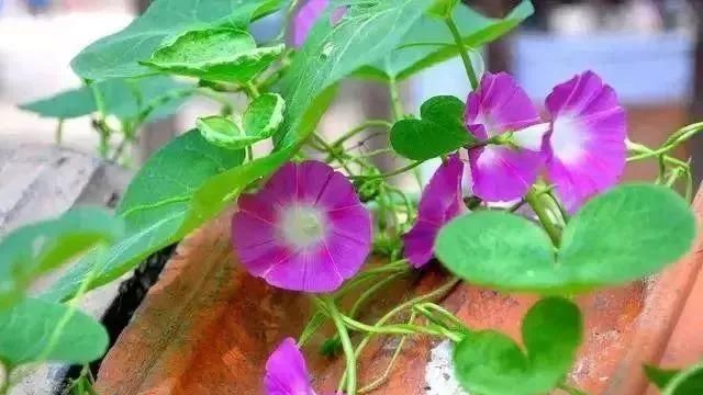 马鞍山春天里的野花野草，你都知道叫什么名字吗？