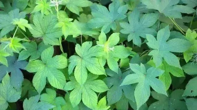 马鞍山春天里的野花野草，你都知道叫什么名字吗？
