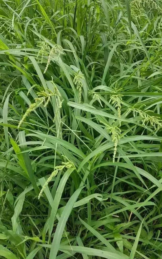 马鞍山春天里的野花野草，你都知道叫什么名字吗？