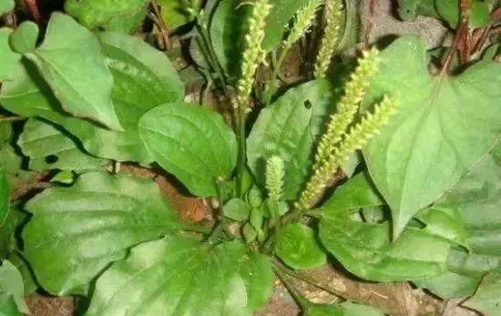 马鞍山春天里的野花野草，你都知道叫什么名字吗？
