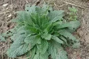马鞍山春天里的野花野草，你都知道叫什么名字吗？