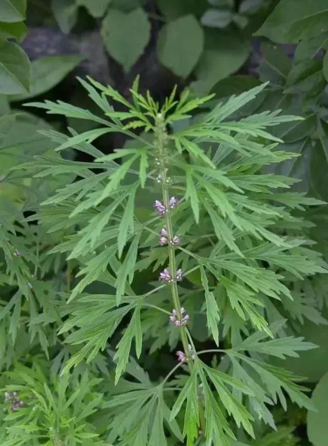 马鞍山春天里的野花野草，你都知道叫什么名字吗？