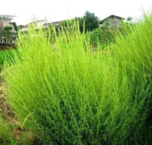 马鞍山春天里的野花野草，你都知道叫什么名字吗？