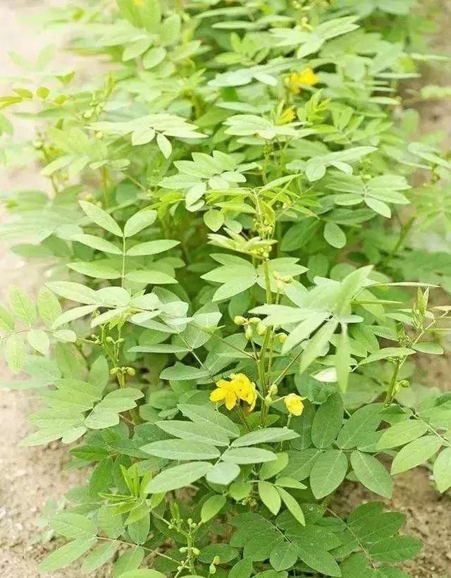 马鞍山春天里的野花野草，你都知道叫什么名字吗？
