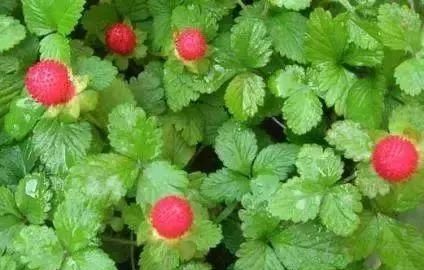 马鞍山春天里的野花野草，你都知道叫什么名字吗？