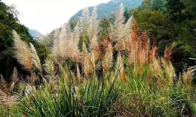 马鞍山春天里的野花野草，你都知道叫什么名字吗？
