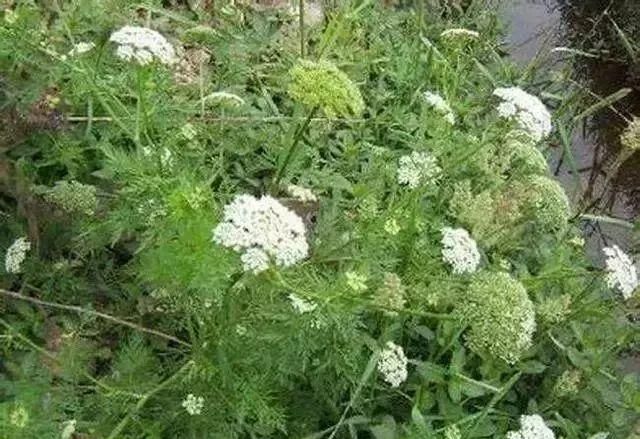 马鞍山春天里的野花野草，你都知道叫什么名字吗？