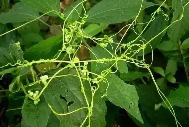 马鞍山春天里的野花野草，你都知道叫什么名字吗？
