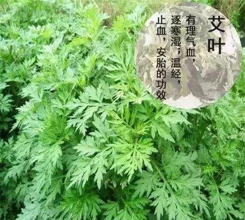 马鞍山春天里的野花野草，你都知道叫什么名字吗？