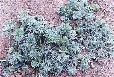 马鞍山春天里的野花野草，你都知道叫什么名字吗？