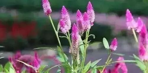 马鞍山春天里的野花野草，你都知道叫什么名字吗？