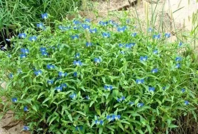 马鞍山春天里的野花野草，你都知道叫什么名字吗？