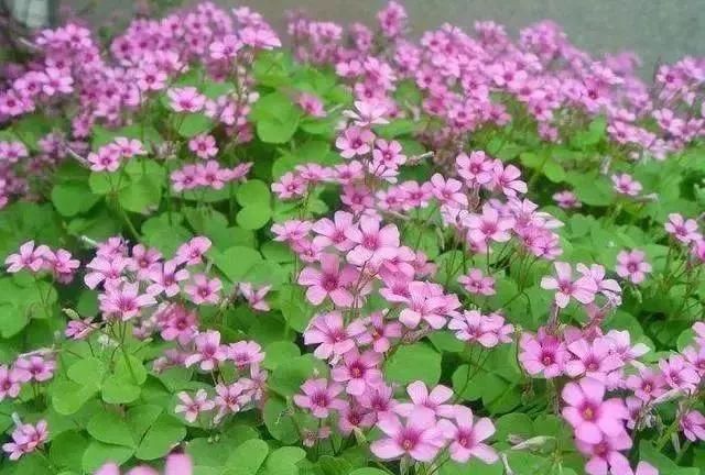 马鞍山春天里的野花野草，你都知道叫什么名字吗？