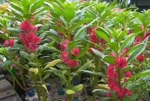 马鞍山春天里的野花野草，你都知道叫什么名字吗？