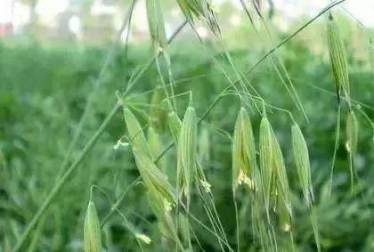 马鞍山春天里的野花野草，你都知道叫什么名字吗？