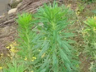 马鞍山春天里的野花野草，你都知道叫什么名字吗？