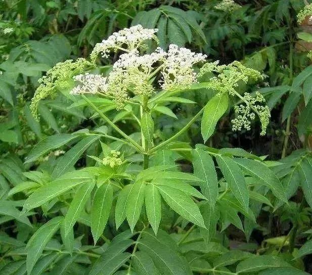 马鞍山春天里的野花野草，你都知道叫什么名字吗？