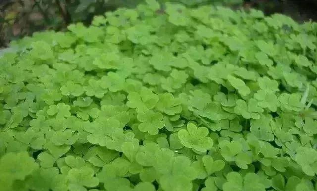 马鞍山春天里的野花野草，你都知道叫什么名字吗？