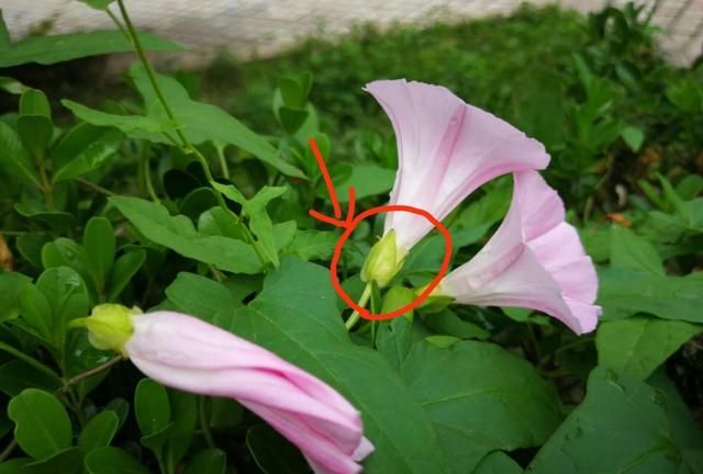 农村野外的打碗花是不是牵牛花(打碗花可以食用吗)图1