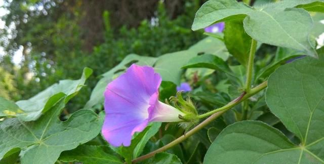 农村野外的打碗花是不是牵牛花(打碗花可以食用吗)图3