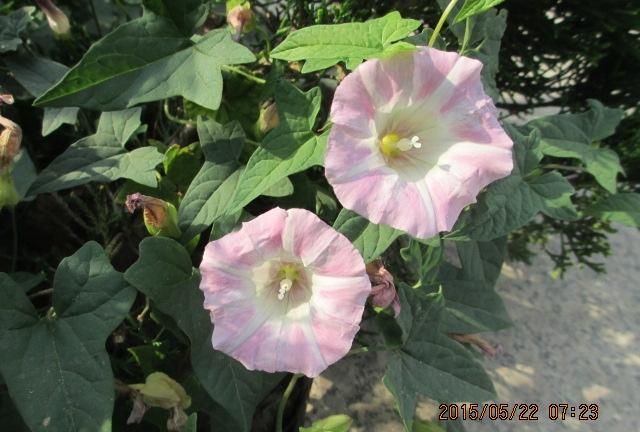 农村野外的打碗花是不是牵牛花(打碗花可以食用吗)图5