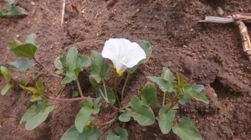 农村野外的打碗花是不是牵牛花(打碗花可以食用吗)图6