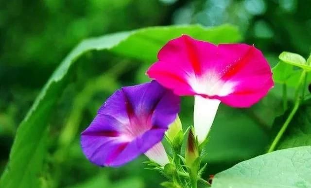 农村野外的打碗花是不是牵牛花(打碗花可以食用吗)图7
