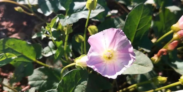 农村野外的打碗花是不是牵牛花(打碗花可以食用吗)图8