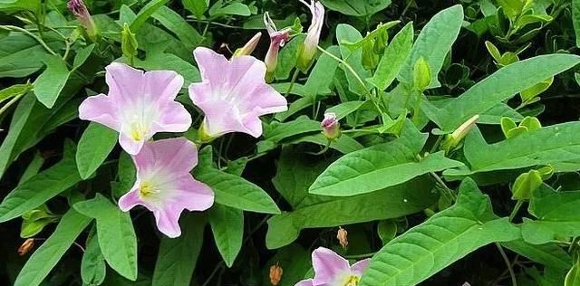 农村野外的打碗花是不是牵牛花(打碗花可以食用吗)图9