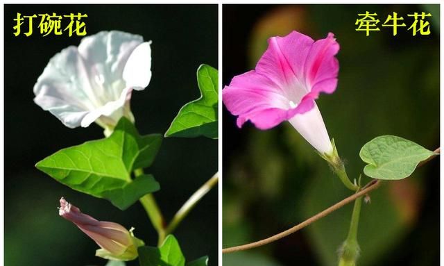 农村野外的打碗花是不是牵牛花(打碗花可以食用吗)图11