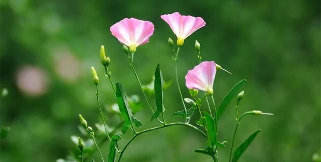 农村野外的打碗花是不是牵牛花(打碗花可以食用吗)图12