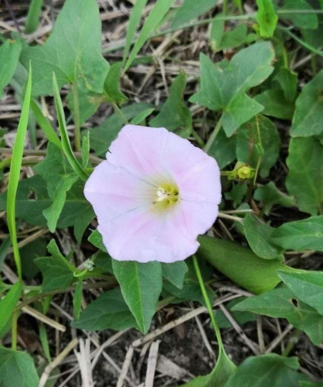 农村野外的打碗花是不是牵牛花(打碗花可以食用吗)图13