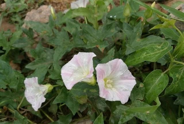 农村野外的打碗花是不是牵牛花(打碗花可以食用吗)图14