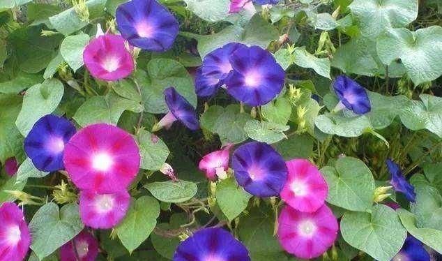 农村野外的打碗花是不是牵牛花(打碗花可以食用吗)图15
