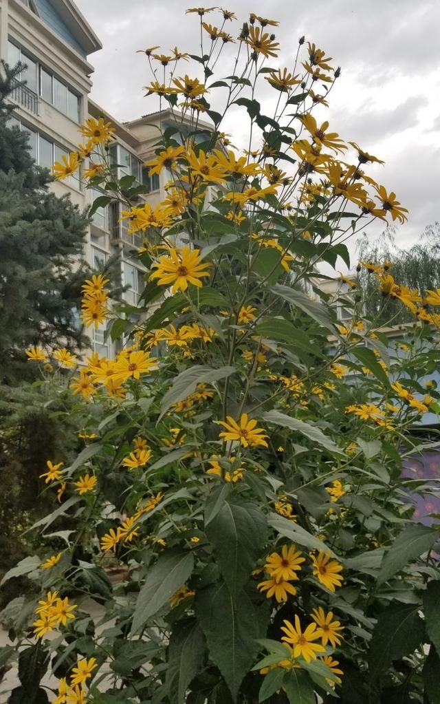 洋姜有什么利用价值？