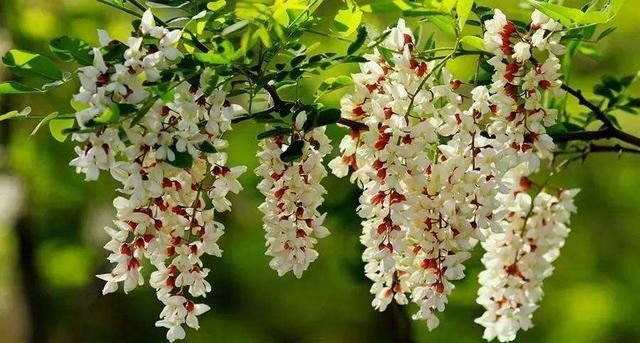 凉拌槐花做法大全图8