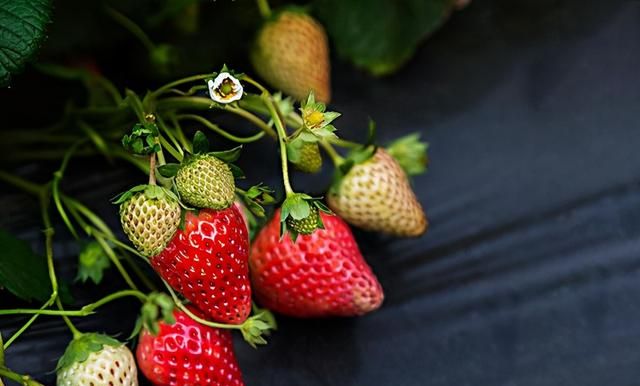 牛奶草莓是怎么种出来的？和草莓有什么关系？