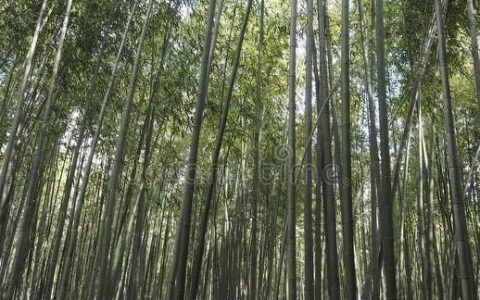 春天砍竹子好吗,竹山怎么砍竹子才会越来越大
