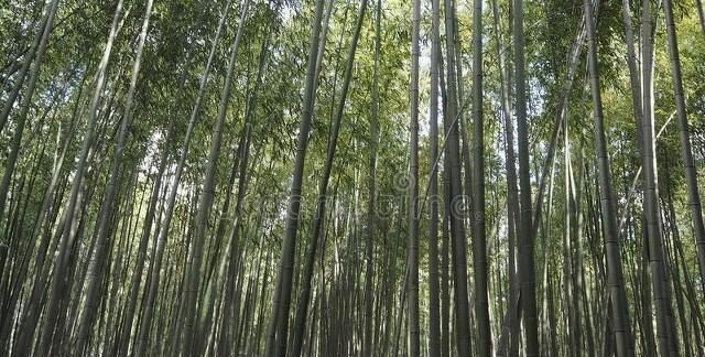 春天砍竹子好吗,竹山怎么砍竹子才会越来越大图1