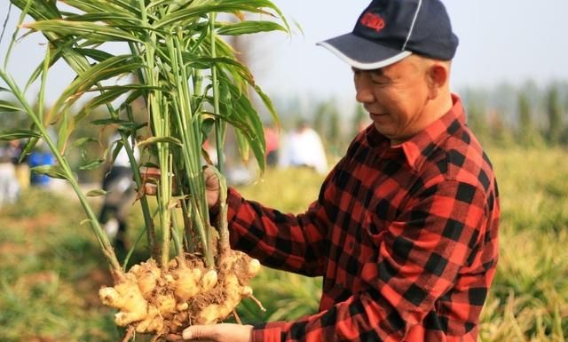 凉姜有什么功效(凉姜有什么用途)图3