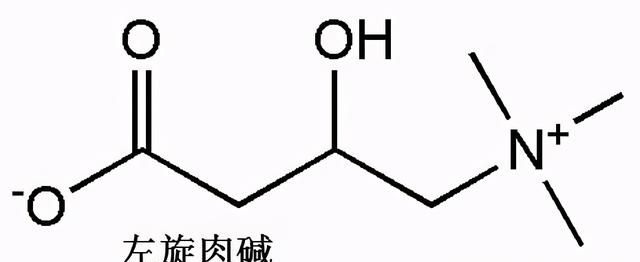 营养系列：左旋肉碱