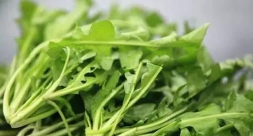 荠荠菜有何功效,野生荠荠菜图片及功效图3