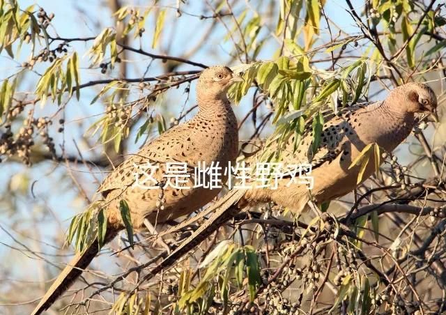 獾肉的禁忌(獾的肉可以食用吗)图4