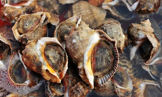 海螺煮多久能熟？冷水下锅好还是热水？煮几分钟最好吃？一文搞懂