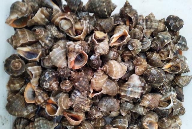 海螺煮多久能熟？冷水下锅好还是热水？煮几分钟最好吃？一文搞懂