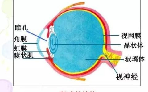 飞蚊症是怎么回事怎么治疗(叶黄素能从根本上消除飞蚊症)
