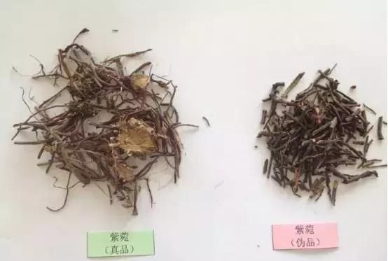 紫菀入药功效多，润肺止咳还通便