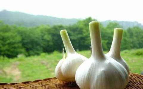 大蒜子对鸡有什么好处