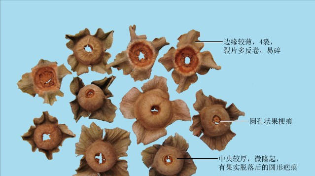 饮食里的中药：涩肠止泻、止血杀虫石榴皮，降逆止呃柿子蒂