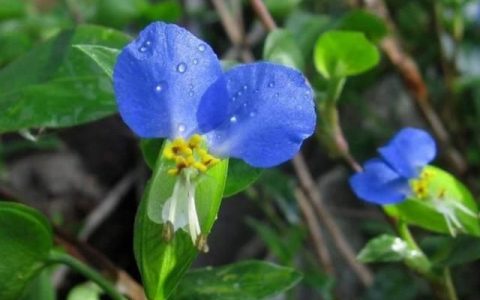 植物鸭拓草有什么作用?应该怎么养护呢